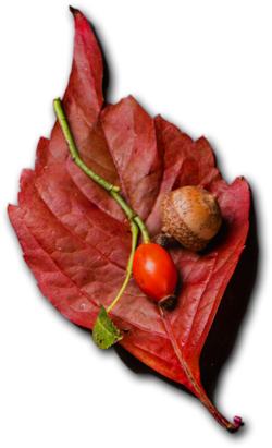 Royal Plate - Restaurant & Catering HTML Template